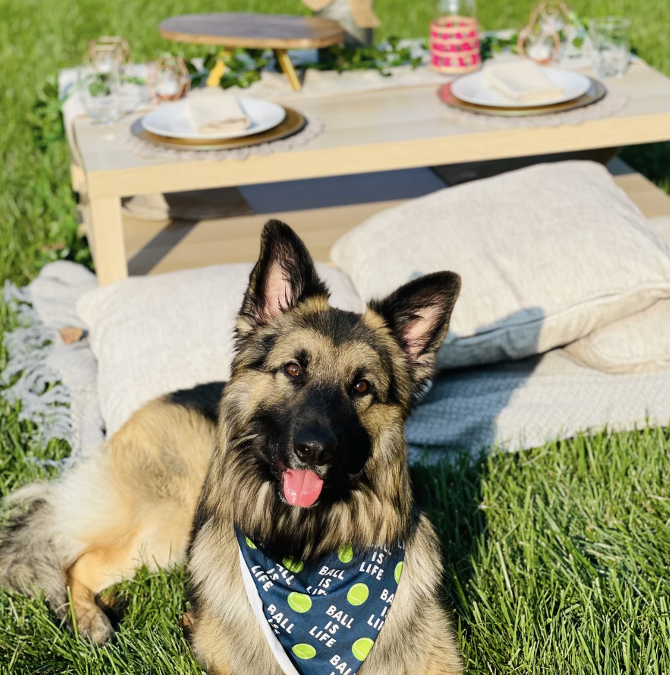 Pupnics in Kansas City & Tulsa | Dog-Friendly Luxury Picnics